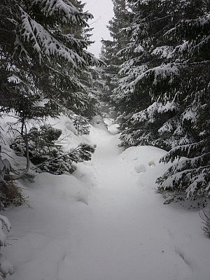 walking in a winterwonderland