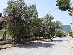 Olivenbäume in Cesmealti