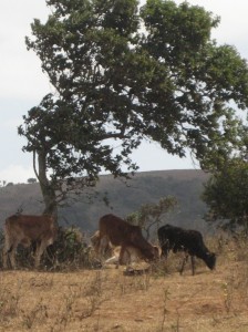 Diese Kühe haben wenigstens noch ein bisschen Gras.