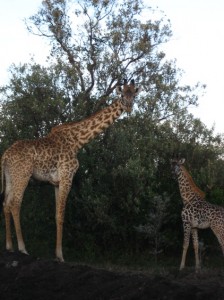 Giraffen morgens um 6:30.