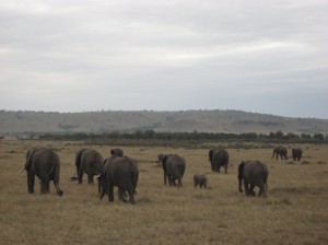 Auch Elefanten gehen abends nachhause