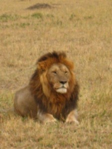 Löwen waren echt viele dort