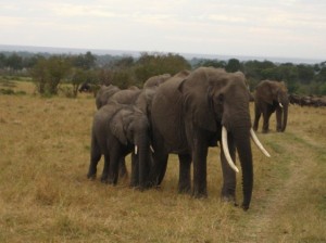 Elfanten sind so toll 