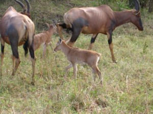 Ganz viele kleine waren auch dort.
