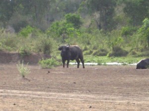 Dieser Büffel hat uns ganz schön erschreckt, da wir gerade aus dem Auto ausgestiegen waren.