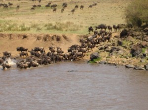 Gnuwanderung und das Krokodil wartet noch.