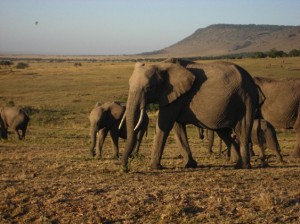 Morgens kommen die Elefanten wieder zurück in die Eben.