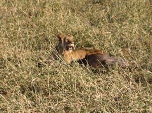 Nach der erfolgreichen Jagd.