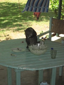 Das war eigentlich unser Obst :-D