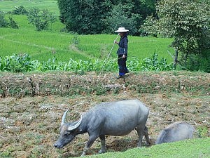 Und noch ein Klischeebild