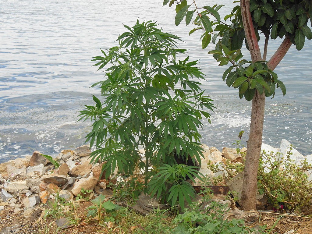 Eine wilde Hanfpflanze am Straßenrand