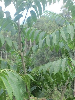 Na, findet jemand das Chamäleon?