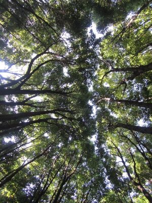 Na, wo sind die Affen?