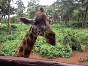 In Nairobi waren wir im Giraffenpark, wo Rothschildgiraffen aufgezogen werden, bevor sie wieder in die freie Wildbahn gebracht werden.