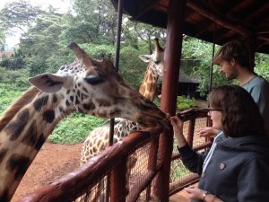 Wusstet ihr, dass Giraffen Wiederkäuer sind?