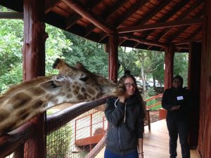 Feuchter Giraffenkuss