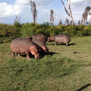 Direkt vor unserer Tür in unserem Camp in Kenia konnten wir Hippos bestaunen.