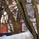 Ein Baum in Tartu auf dem Domberg