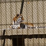 Ein Tiger im Tallinner Zoo