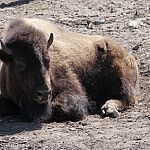 Bison