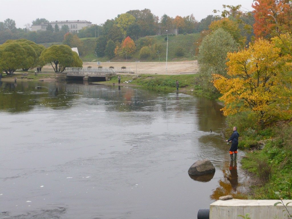 Angler in der Narva