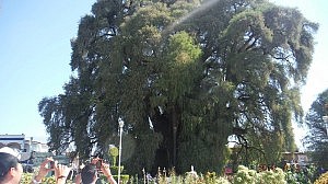 DSCF0728