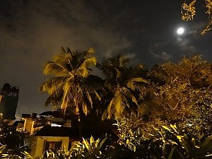 Dies ist ein Schummel-Bild. Es zeigt zwar durchaus eine Palme in Bangalore, allerdings ist es ein paar Tage später entstanden und die Palme steht nicht am Flughafen.