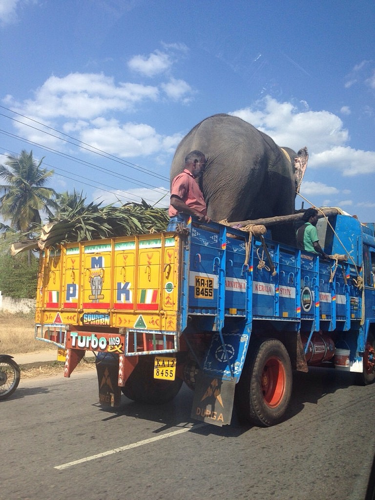 Elefant auf der Straße