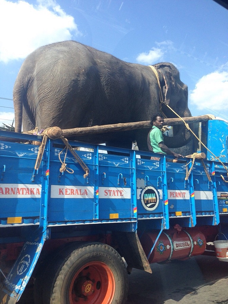 Elefant auf der Straße