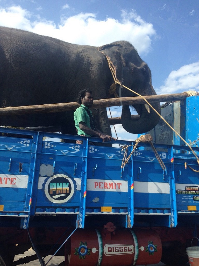 Elefant auf der Straße