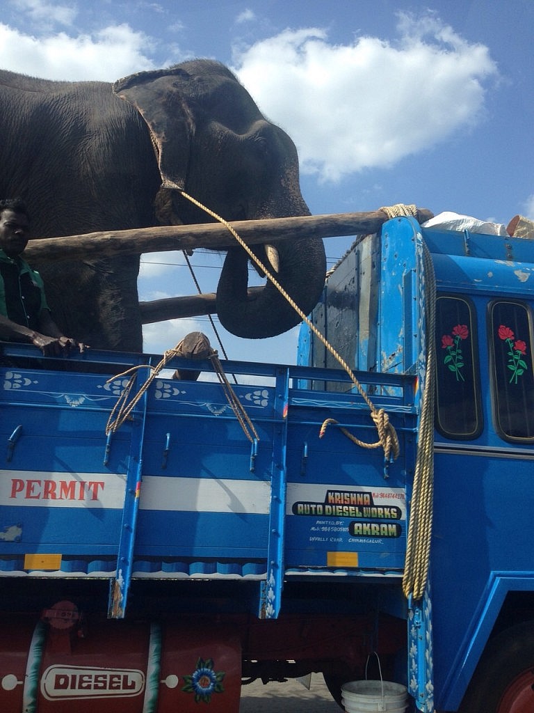 Elefant auf der Straße