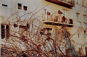 IMG_20150323_152504570 - Edited