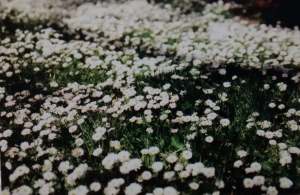 IMG_20150507_133548624