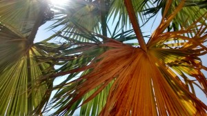 IMG_20150720_134644490_HDR