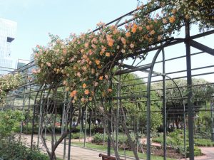 Frühling im Parque Araucano