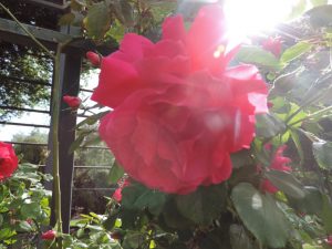 Rose im Parque Araucano