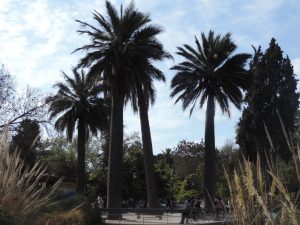 Palmen im Parque Quinta Normal