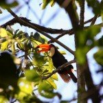 ein wilder Tukan - danke 200mm;-)