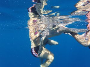 Wasserschildkröte in Mazunte