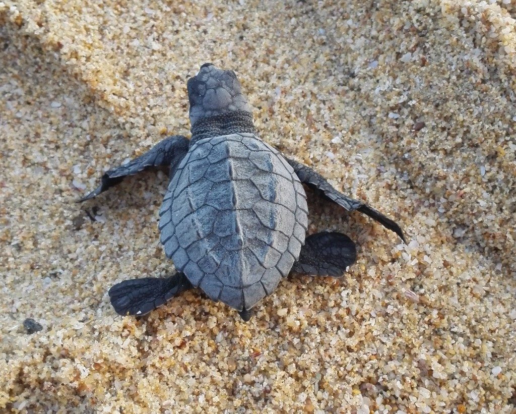 img_20161015_184702_tortuga