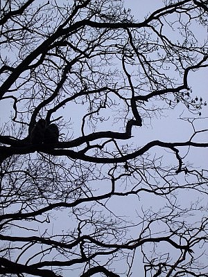 Die Affen klettern auf den Bäumen hoch über dem Ende des Maschendrahtzauns.
