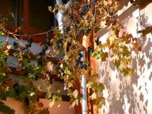 wo der Wein herkommt