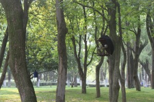 Im Park treffen sich die Vogelzüchter und bringen ihre Vögel mit, damit sie miteinander singen können